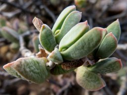 Delosperma calitzdorpense leaves of all ages