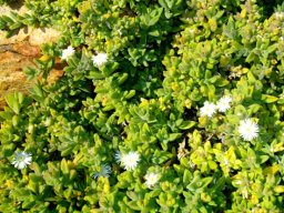 Delosperma calycinum