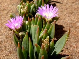 Delosperma carolinense