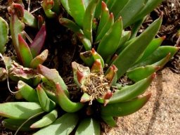 Delosperma carolinense spent flower