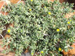 Delosperma echinatum