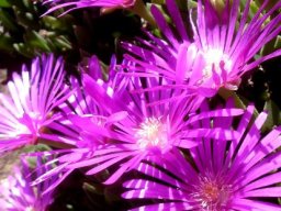 Delosperma lavisiae flowering