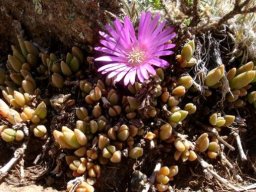 Delosperma lavisiae