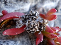 Delosperma litorale fruit capsules