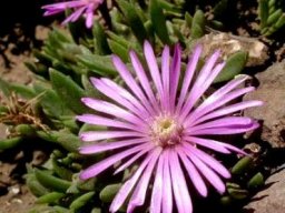 Delosperma