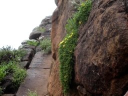Delosperma nubigenum