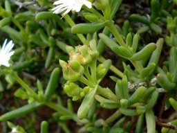 Delosperma peersii leaves