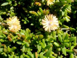 Delosperma prasinum