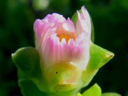 Delosperma saxicola flower still to open