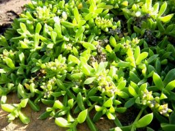 Delosperma saxicola 