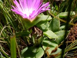 Delosperma sutherlandii 