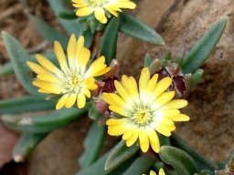 Delosperma leendertziae flowers