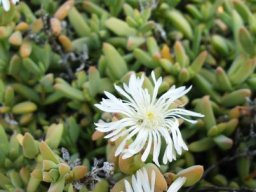 Delosperma calitzdorpense flowers