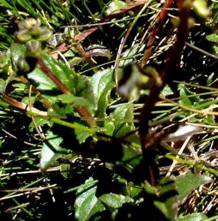 Diascia anastrepta