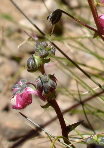 Diascia anastrepta buds