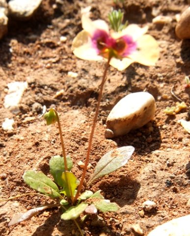 Diascia bicolor