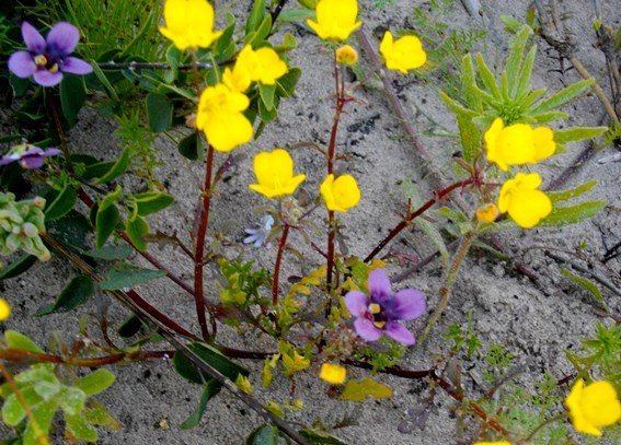 Diascia capensis and Hemimeris