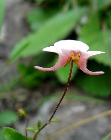 Diascia cordata 