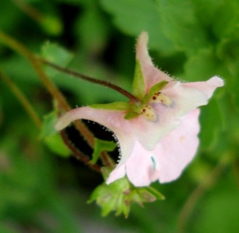 Diascia cordata flower from another angle
