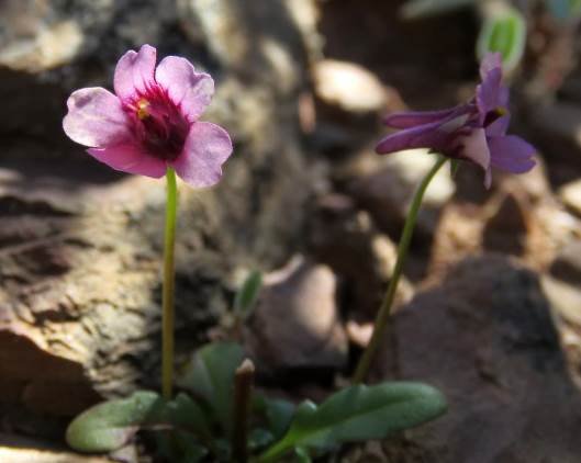 Diascia hexensis