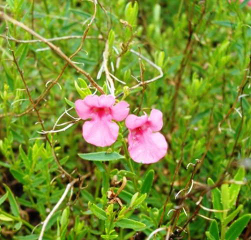 Diascia integerrima