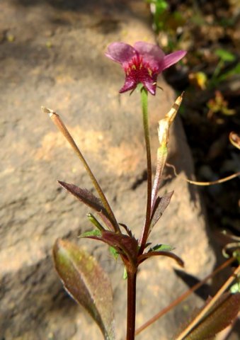 Diascia maculata