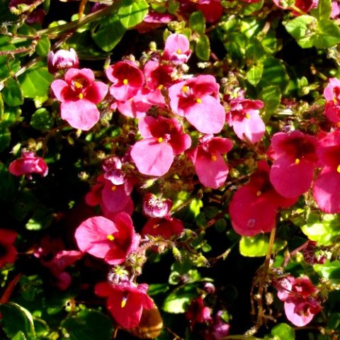 Diascia mollis