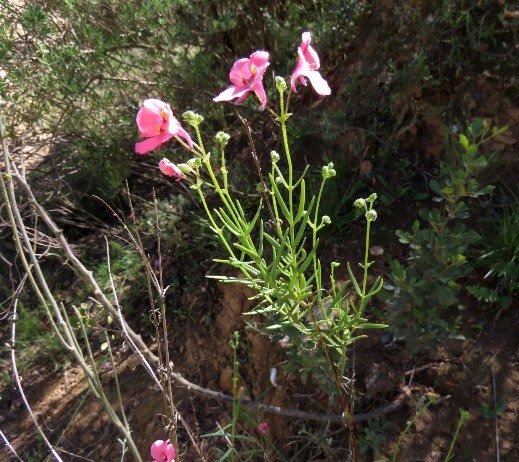 Diascia patens