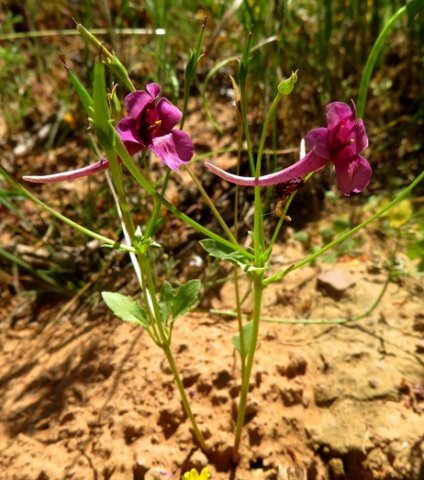 Diascia whiteheadii