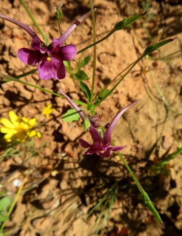 Diascia