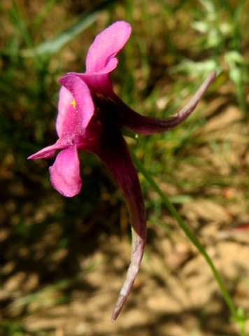 Diascia whiteheadii spurs