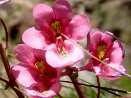 Diascia anastrepta flowers