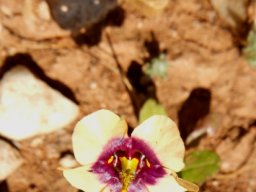 Diascia bicolor flower