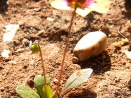 Diascia bicolor