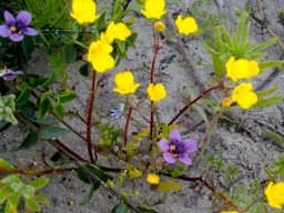 Diascia capensis and Hemimeris