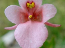 Diascia cordata flower with diverging spurs