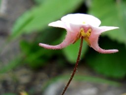Diascia cordata 