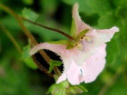 Diascia cordata flower from another angle