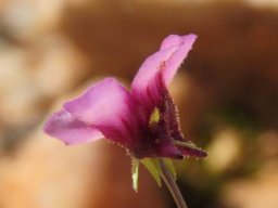 Diascia hexensis flower profile