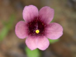 Diascia hexensis flower