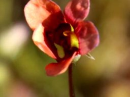 Diascia humilis