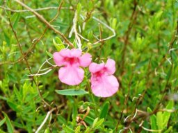 Diascia integerrima