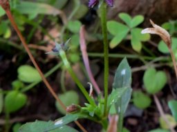Diascia maculata flowering blue-purple