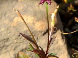 Diascia maculata