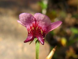 Diascia maculata back view of a flower