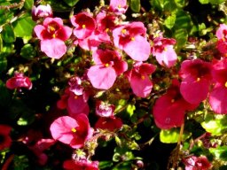 Diascia mollis
