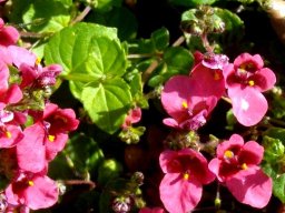 Diascia mollis flowers and leaves