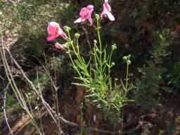 Diascia patens