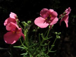 Diascia patens flowers