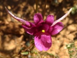 Diascia whiteheadii pollination